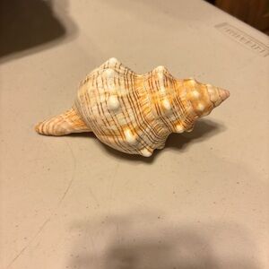 Natural large Conch Shell Decor cream and very light pink to me. Real